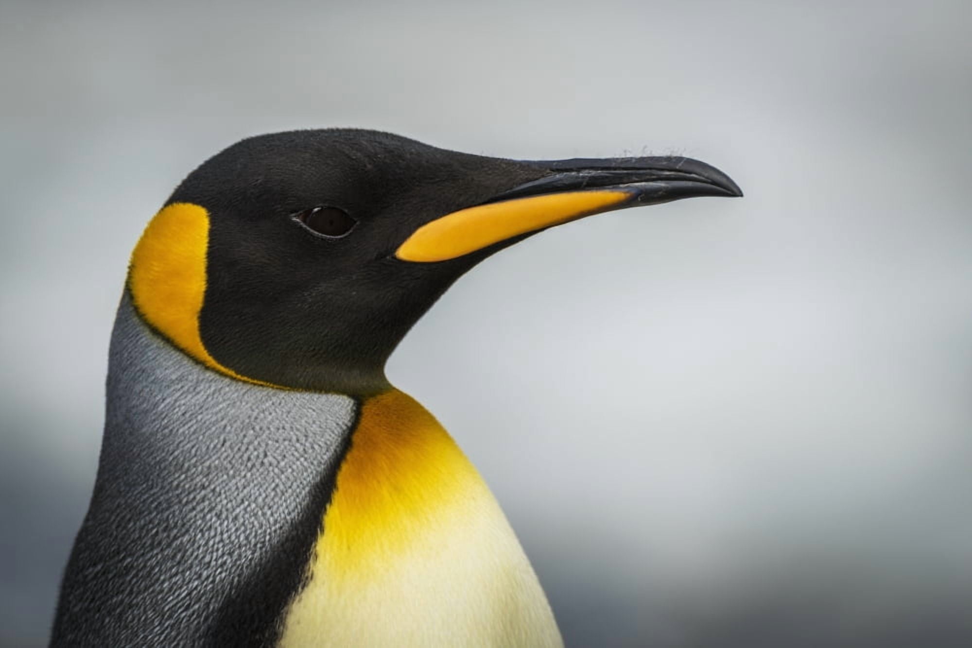 Close up of king penguin (Aptenodytes patagonicus) with grey background Antarctica Canvas Art - Nick Dale Design Pics (19 x 12)