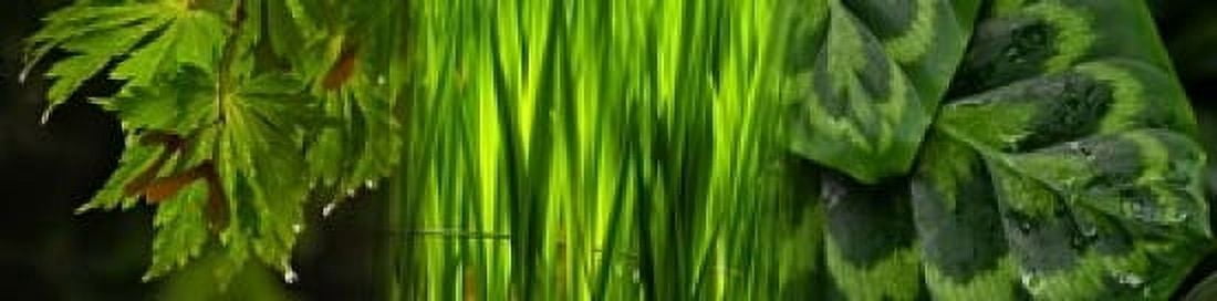 Close-up of leaves Canvas Art - Panoramic Images (20 x 5)