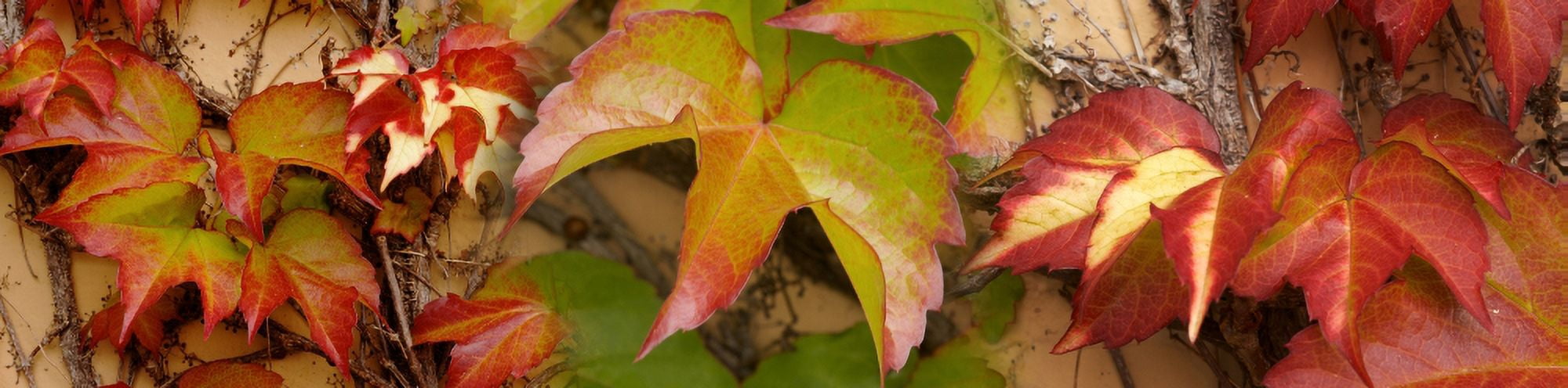 Close-up of leaves Canvas Art - Panoramic Images (36 x 12)
