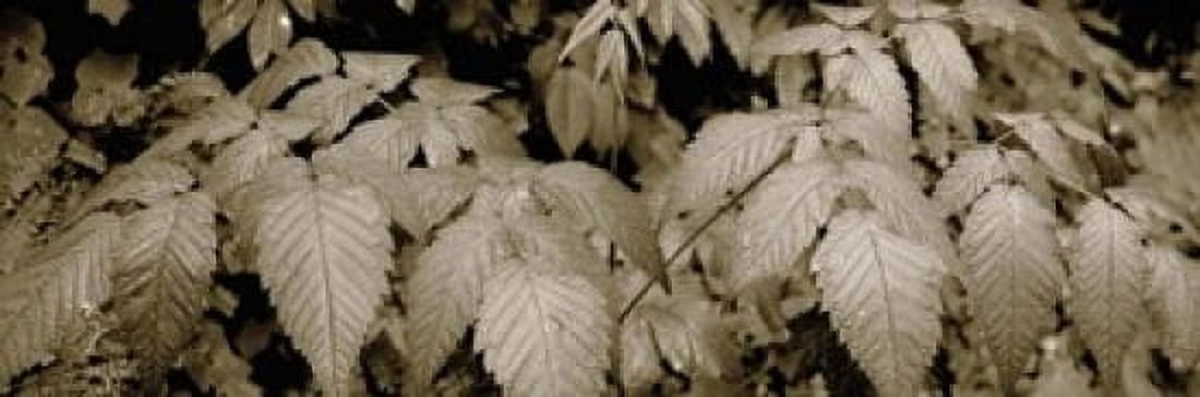 Close-up of leaves Oswald West State Park Oregon USA Canvas Art - Panoramic Images (18 x 6)