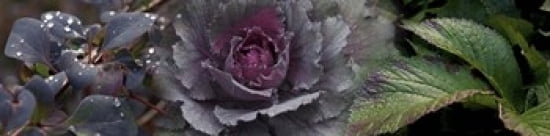 Close-up of leaves and ornamental cabbage with water droplets Canvas Art - Panoramic Images (40 x 10)