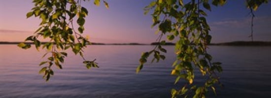 Close-up of leaves of a birch tree Joutseno Southern Finland South Karelia Finland Canvas Art - Panoramic Images (36 x 13)