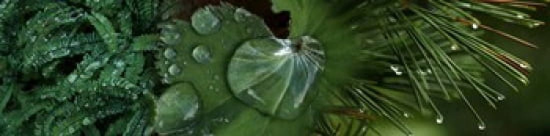 Close-up of leaves with water droplets Canvas Art - Panoramic Images (20 x 5)