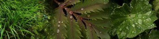 Close-up of leaves with water droplets Canvas Art - Panoramic Images (40 x 10)