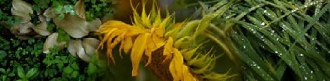 Close-up of leaves with yellow flower Canvas Art - Panoramic Images (20 x 5)