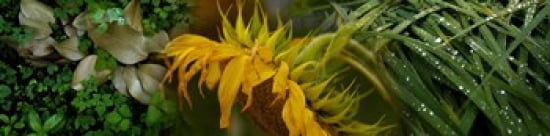 Close-up of leaves with yellow flower Canvas Art - Panoramic Images (40 x 10)