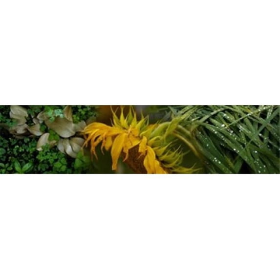Close-up of leaves with yellow flower Poster Print by - 36 x 12
