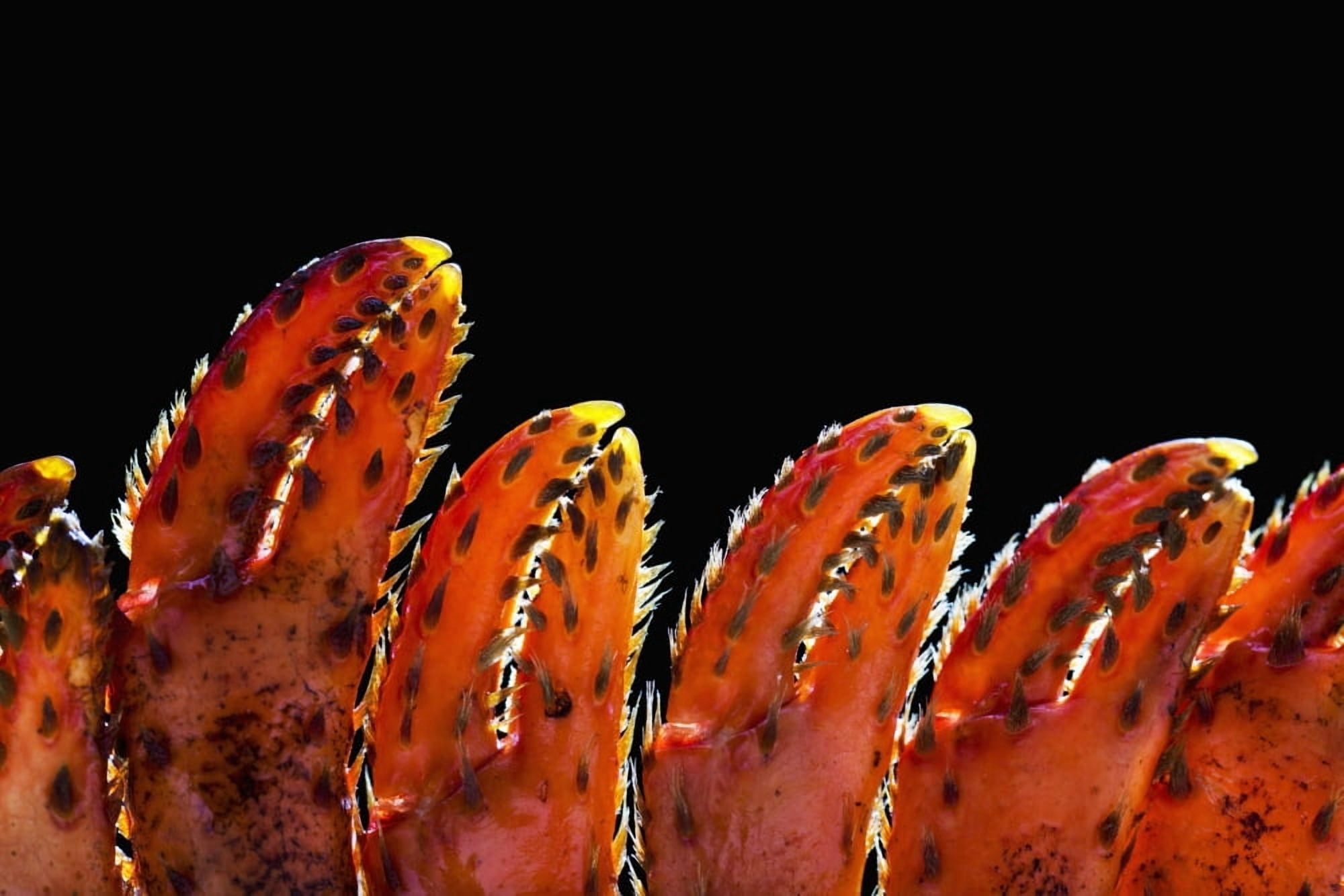 Close up of lobster claws against a black background Calgary Alberta Canada Canvas Art - Michael Interisano Design Pics (38 x 24)