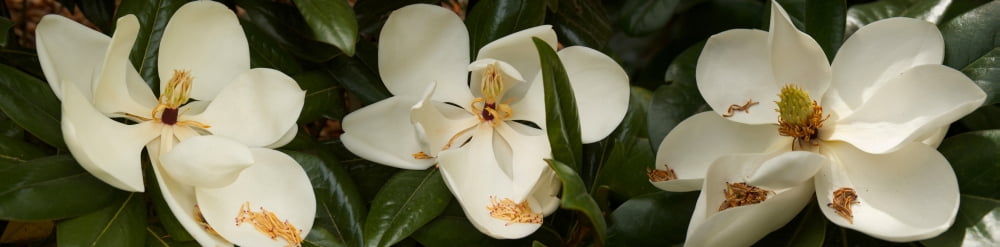 Close-up of magnolia flowers Canvas Art - Panoramic Images (36 x 12)