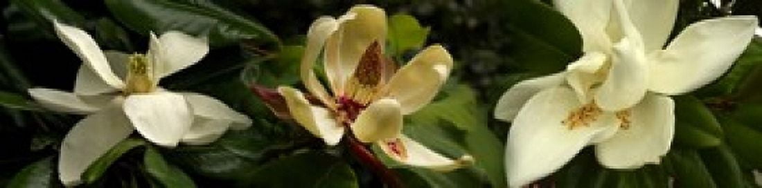 Close-up of magnolia flowers Canvas Art - Panoramic Images (40 x 10)