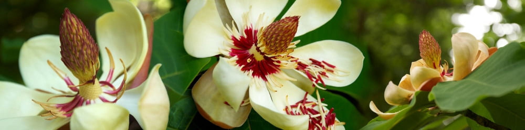 Close-up of magnolia flowers in bloom Canvas Art - Panoramic Images (27 x 9)