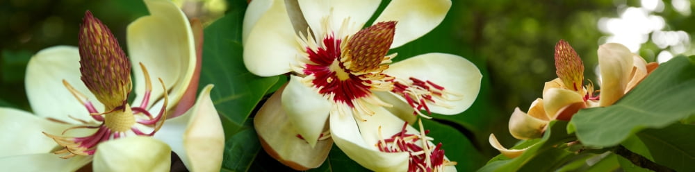 Close-up of magnolia flowers in bloom Canvas Art - Panoramic Images (36 x 12)