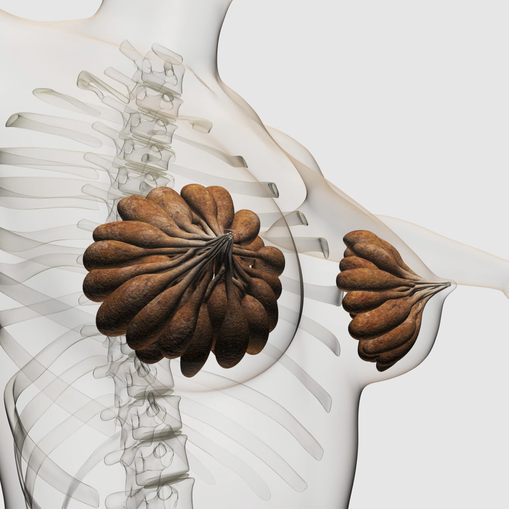 Close-up of mammary glands in the female reproductive system Canvas Art - Stocktrek Images (29 x 29)