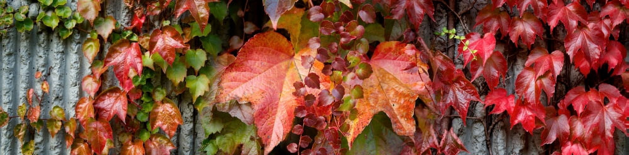 Close-up of maple leaves Canvas Art - Panoramic Images (36 x 12)