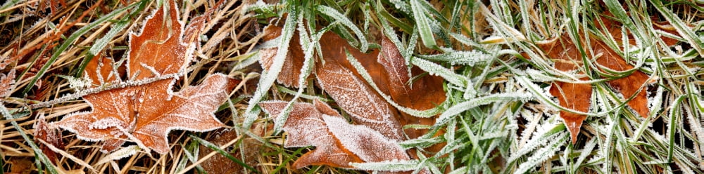 Close-up of maple leaves covered with frost Canvas Art - Panoramic Images (36 x 12)