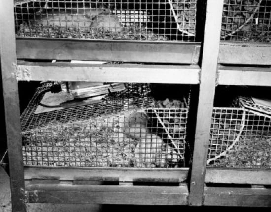Close-up of mice in cages Canvas Art - (24 x 36)