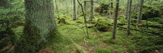 Close-up of moss on a tree trunk in the forest Siggeboda Smaland Sweden Canvas Art - Panoramic Images (36 x 12)