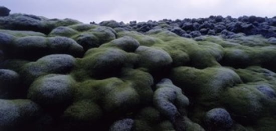 Close-up of moss on rocks Iceland Canvas Art - Panoramic Images (24 x 12)