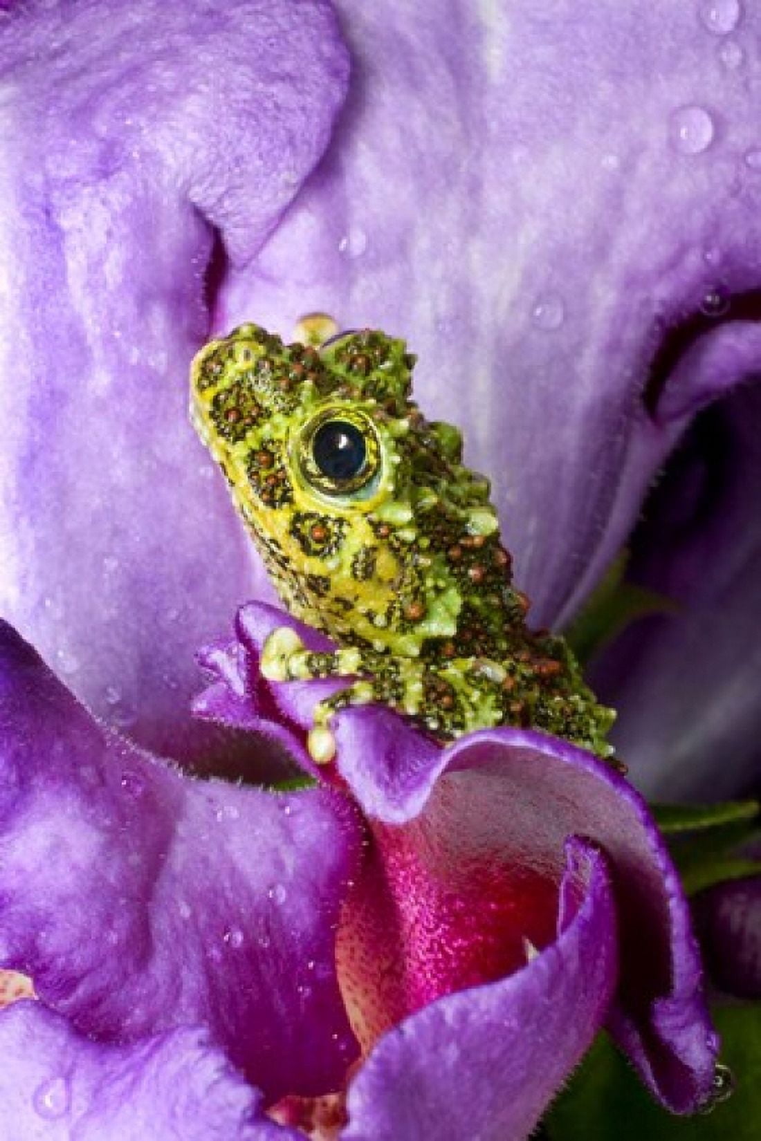 Close-up of mossy tree frog on flower Vietnam Canvas Art - Jaynes Gallery DanitaDelimont (19 x 28)