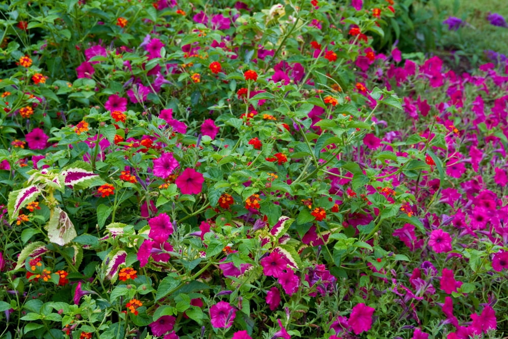 Close-up of multi-colored flowers blooming in a garden Marion County Illinois USA Canvas Art - Panoramic Images (18 x 24)