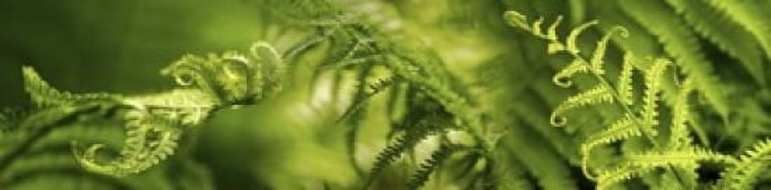 Close-up of multiple images of ferns Canvas Art - Panoramic Images (40 x 10)