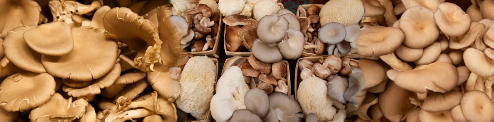 Close-up of mushrooms Canvas Art - Panoramic Images (36 x 12)