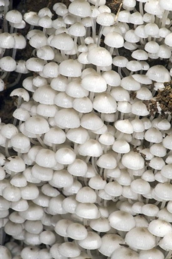 Close-up of mushrooms Madagascar Canvas Art - Panoramic Images (16 x 24)