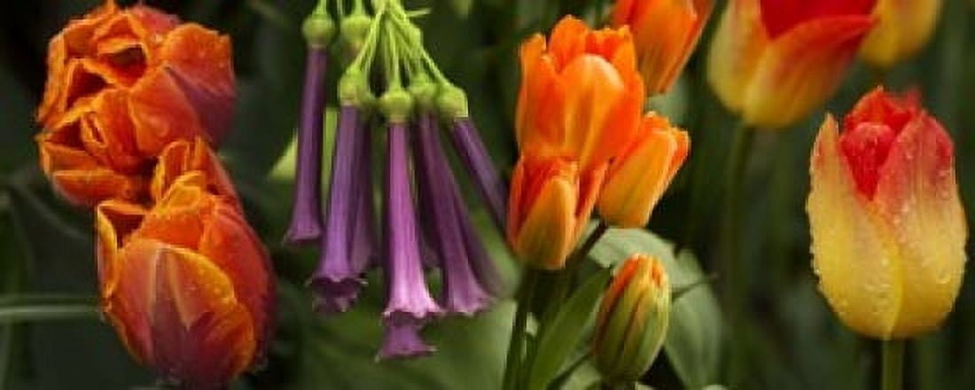 Close-up of orange and purple flowers Canvas Art - Panoramic Images (15 x 6)