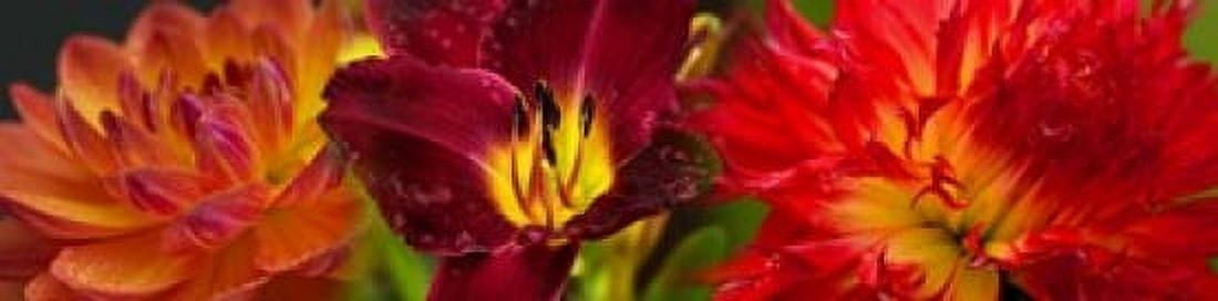 Close-up of orange flowers Canvas Art - Panoramic Images (20 x 5)