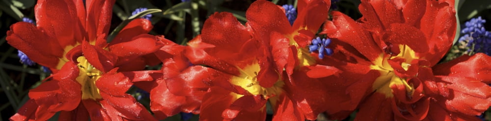 Close-up of orange flowers growing on plant Canvas Art - Panoramic Images (36 x 12)
