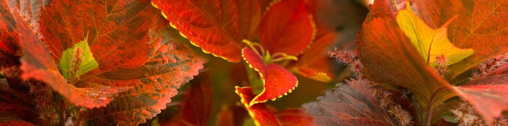 Close-up of orange leaves Canvas Art - Panoramic Images (27 x 9)
