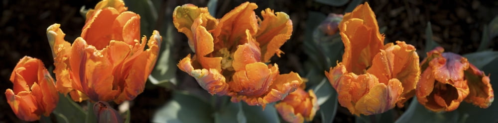 Close-up of orange tulip flowers blooming Canvas Art - Panoramic Images (27 x 9)