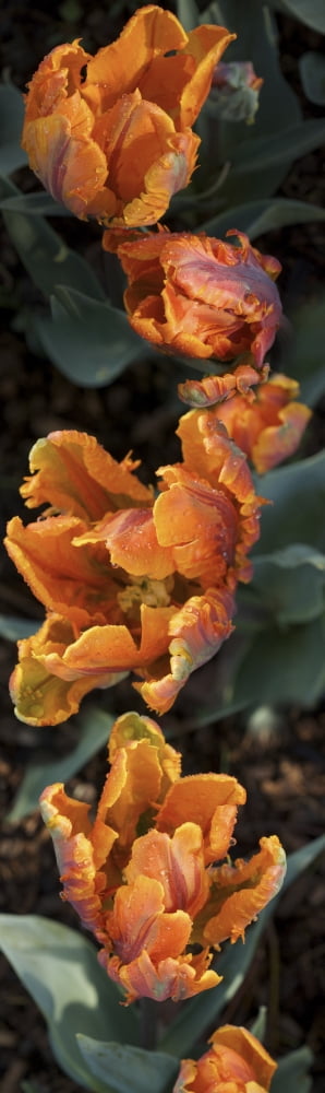 Close-up of orange tulip flowers blooming Canvas Art - Panoramic Images (36 x 12)