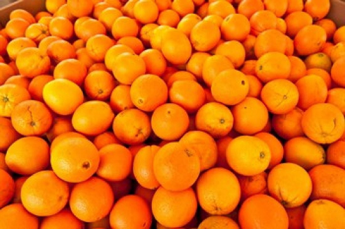 Close-up of oranges Santa Paula Ventura County California USA Canvas Art - Panoramic Images (36 x 24)