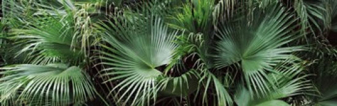 Close-up of palm leaves Joan M Durante Park Longboat Key Florida USA Canvas Art - Panoramic Images (36 x 12)