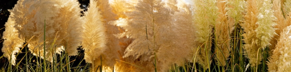 Close-up of pampas grass Canvas Art - Panoramic Images (27 x 9)