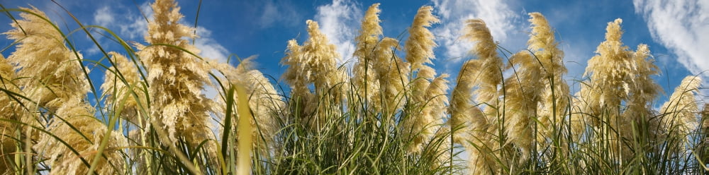 Close-up of pampas plant (Cortaderia selloana ) Canvas Art - Panoramic Images (27 x 9)
