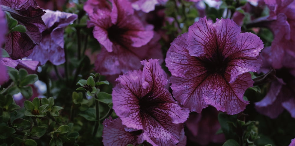 Close-up of petunia flowers Montrose County Colorado USA Canvas Art - Panoramic Images (12 x 24)
