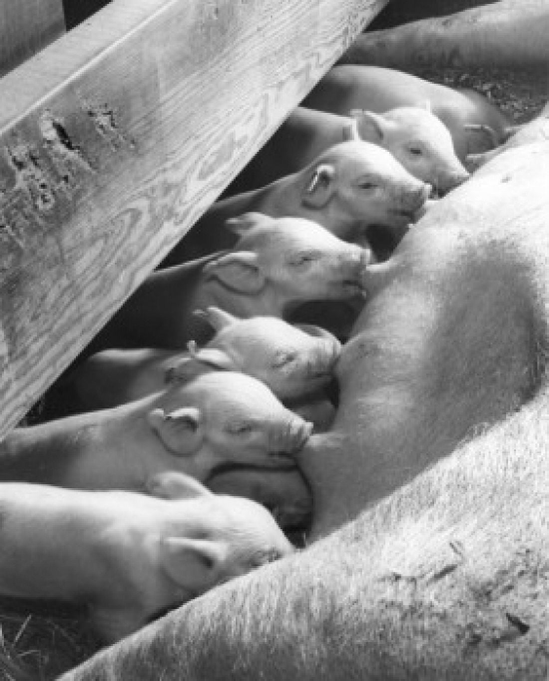 Close-up of piglets eating Canvas Art - (24 x 36)