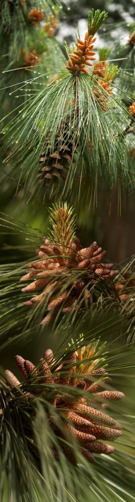 Close-up of pine tree Canvas Art - Panoramic Images (27 x 9)