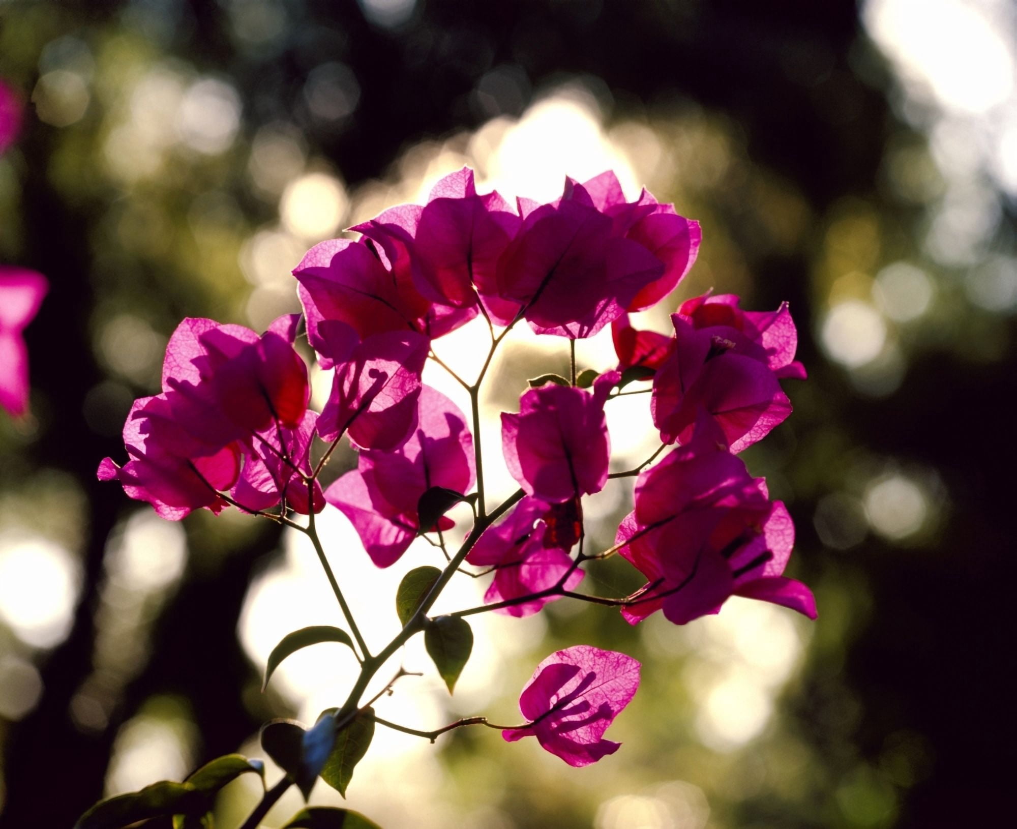 Close-up of pink Bougainvillea flowers Canvas Art - Panoramic Images (22 x 27)