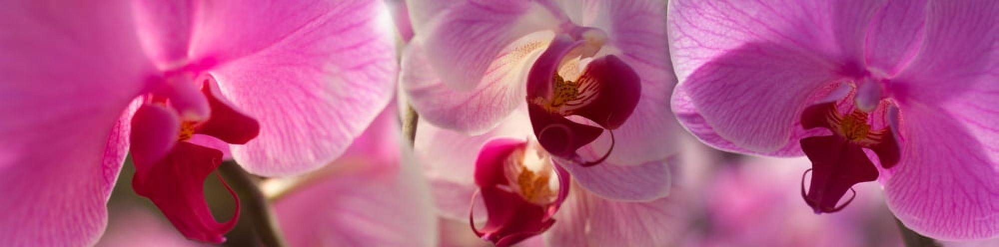 Close-up of pink Orchid flowers Canvas Art - Panoramic Images (27 x 9)