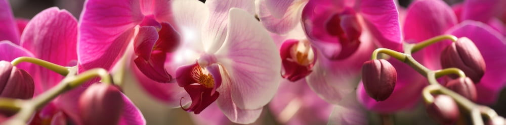 Close-up of pink Orchid flowers Canvas Art - Panoramic Images (36 x 12)