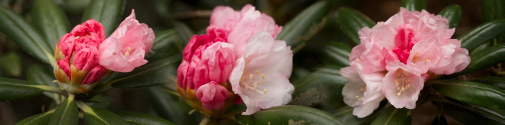 Close-up of pink Rhododendron flowers Canvas Art - Panoramic Images (27 x 9)