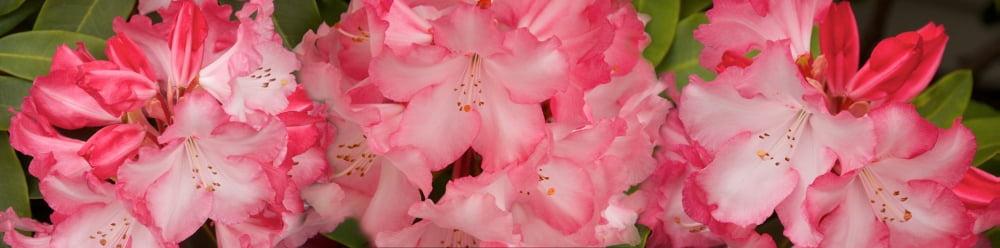 Close-up of pink Rhododendron flowers Canvas Art - Panoramic Images (36 x 12)