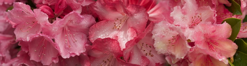 Close-up of pink Rhododendron flowers Canvas Art - Panoramic Images (36 x 12)