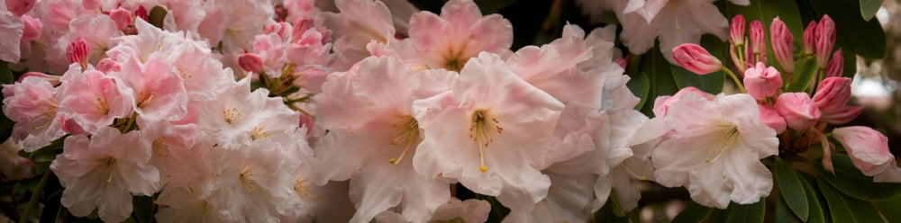 Close-up of pink Rhododendron flowers Canvas Art - Panoramic Images (36 x 12)