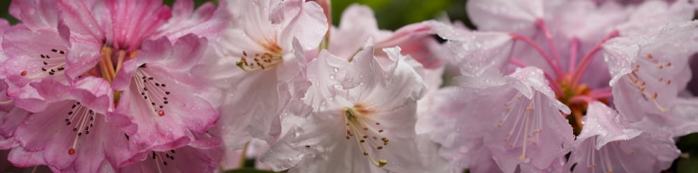Close-up of pink Rhododendron flowers in bloom Canvas Art - Panoramic Images (27 x 9)