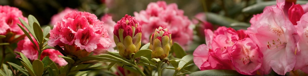 Close-up of pink Rhododendron flowers in bloom Canvas Art - Panoramic Images (36 x 12)