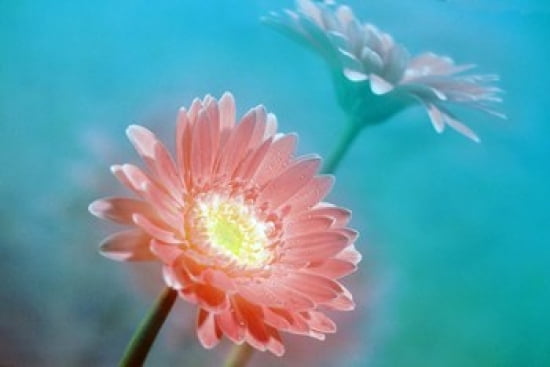 Close up of pink and lavender flowers Canvas Art - Panoramic Images (24 x 16)
